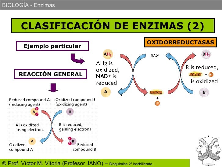 ejemplos de oxidorreductasas